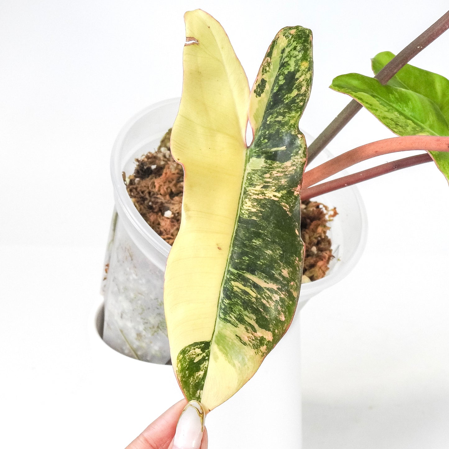 Philodendron Florida Beauty x Paraiso Verde (3210)
