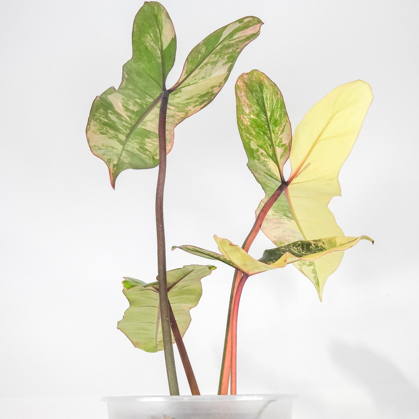 Philodendron Florida Beauty x Paraiso Verde (3210)