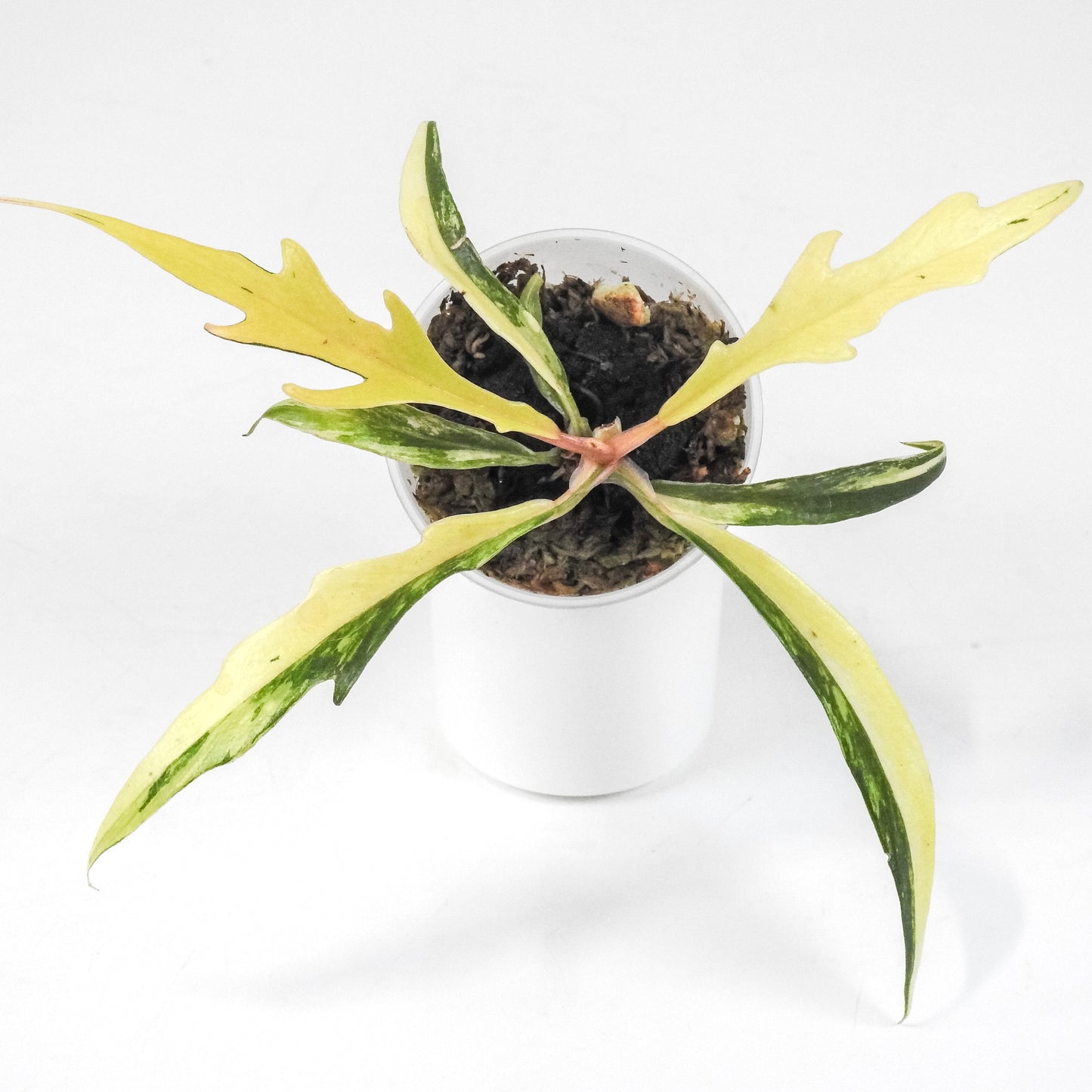 Philodendron 'Tortum' Aurea Variegated (3209)