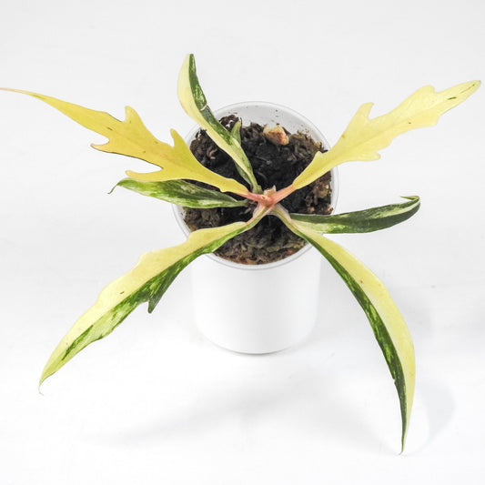 Philodendron 'Tortum' Aurea Variegated (3209)