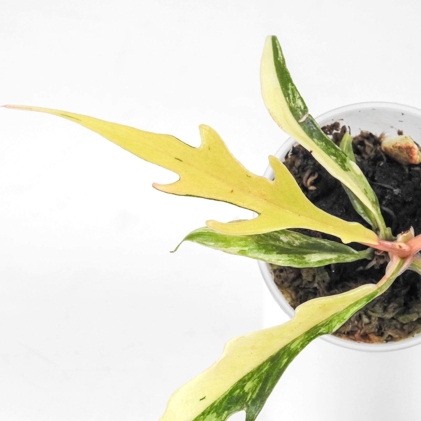 Philodendron 'Tortum' Aurea Variegated (3209)