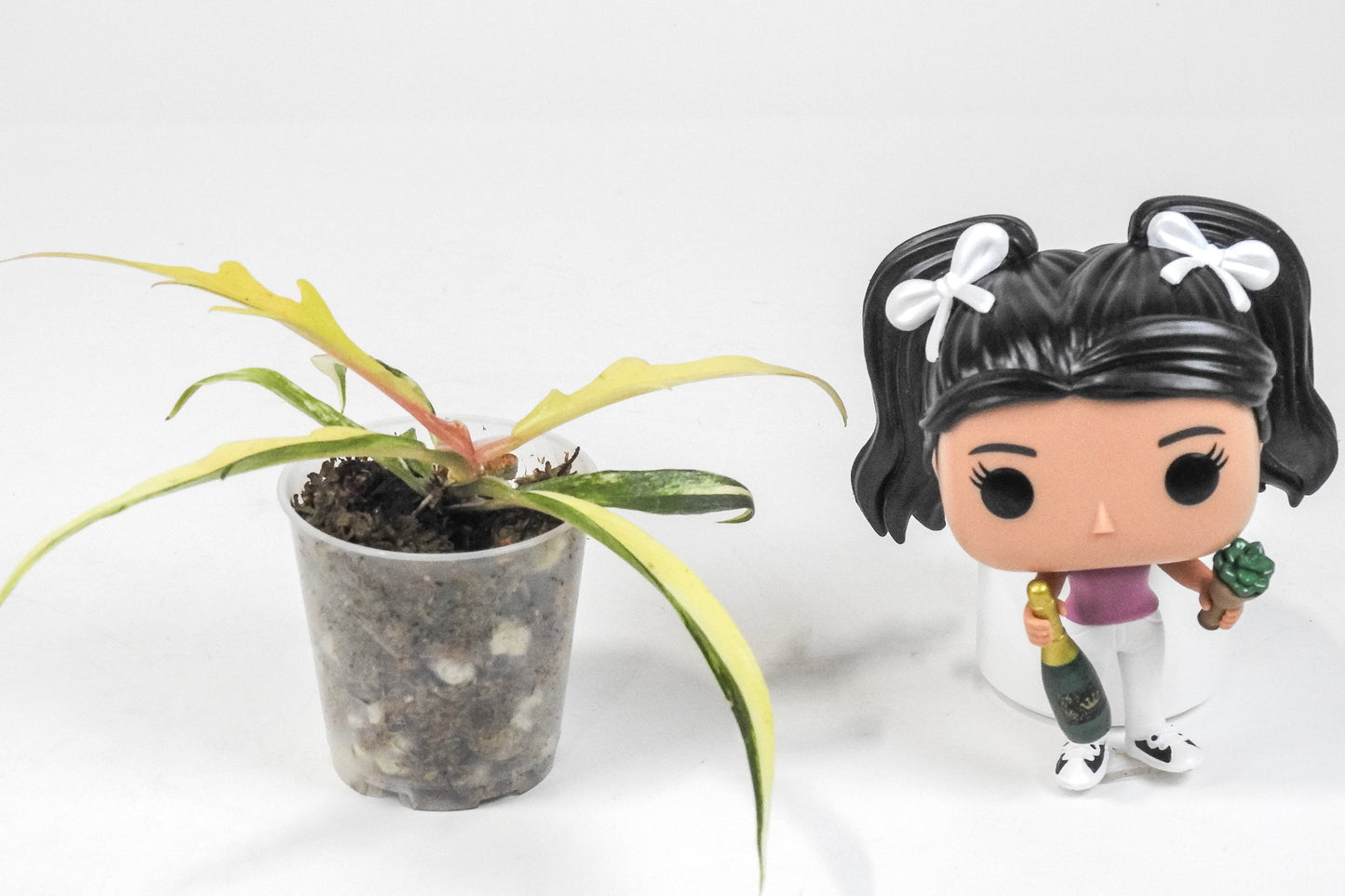 Philodendron 'Tortum' Aurea Variegated (3209)