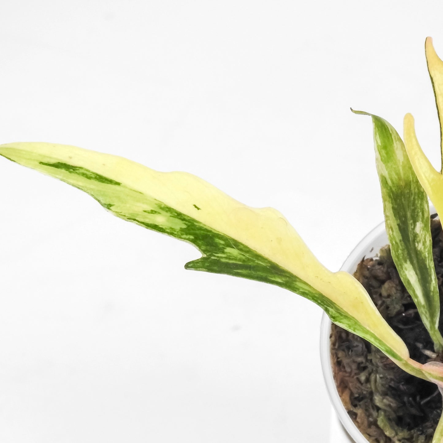 Philodendron 'Tortum' Aurea Variegated (3209)