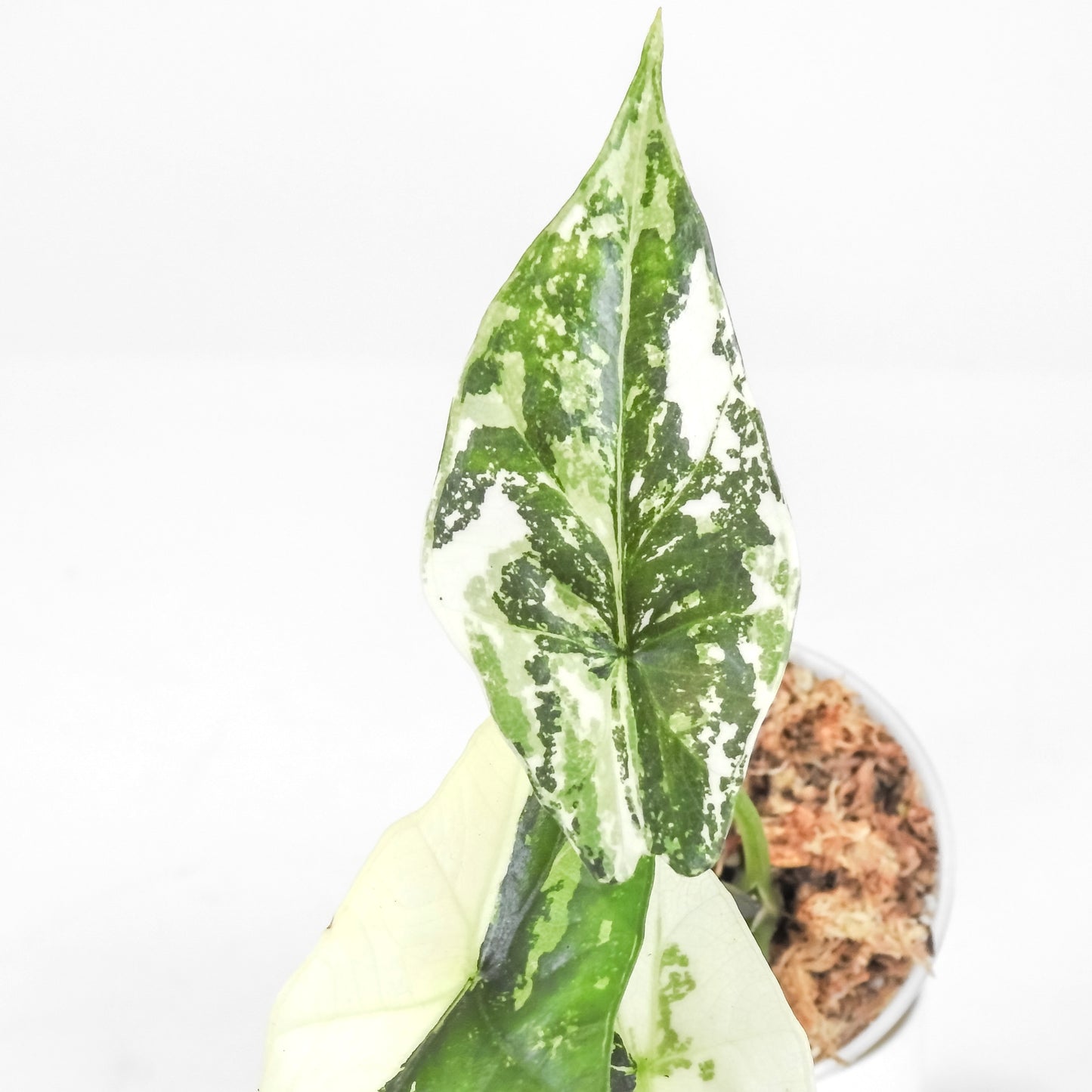 Alocasia 'Simpo' Albo Variegated (3207)