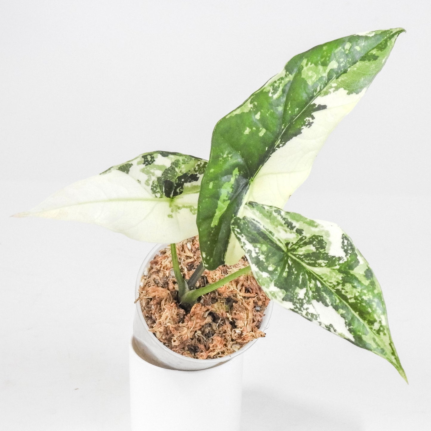 Alocasia 'Simpo' Albo Variegated (3207)