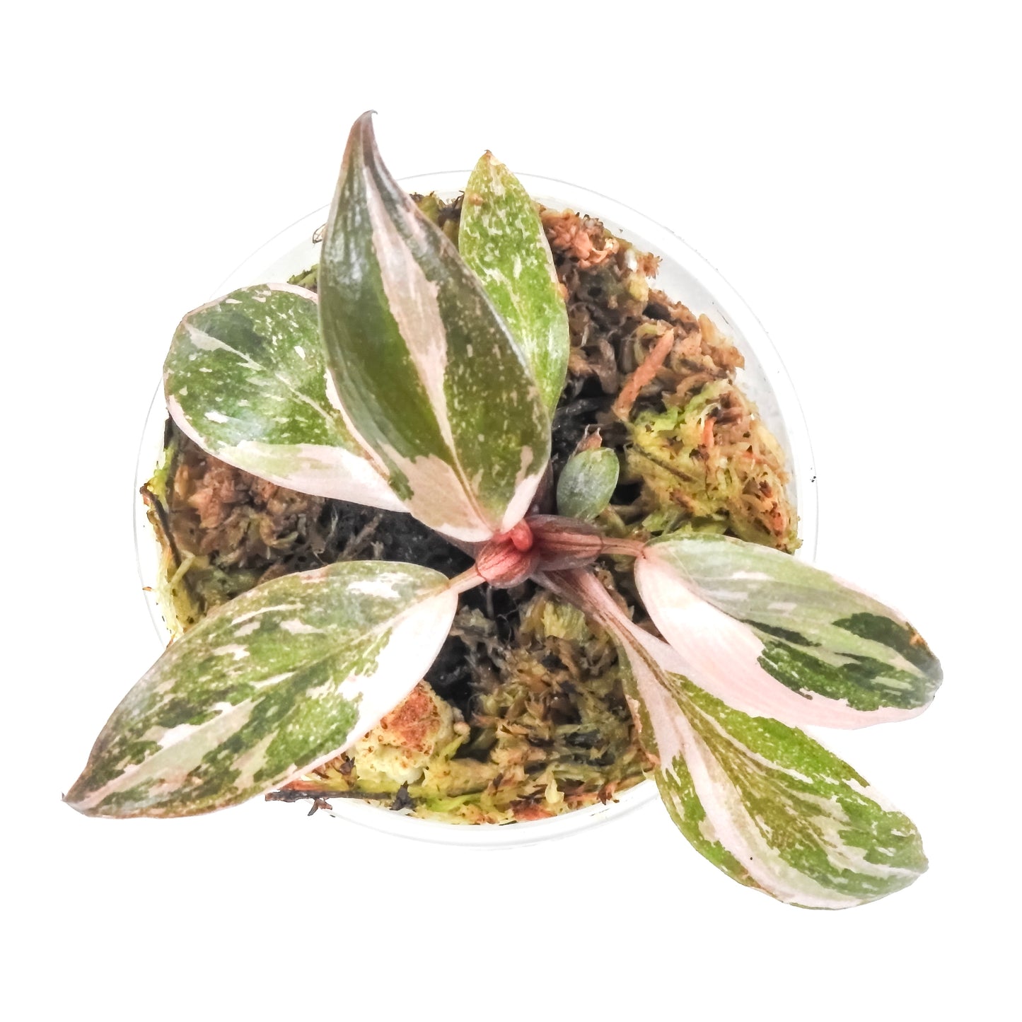 Philodendron 'Pink Princess' (3208)