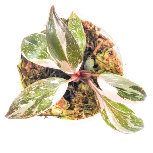 Philodendron 'Pink Princess' (3208)