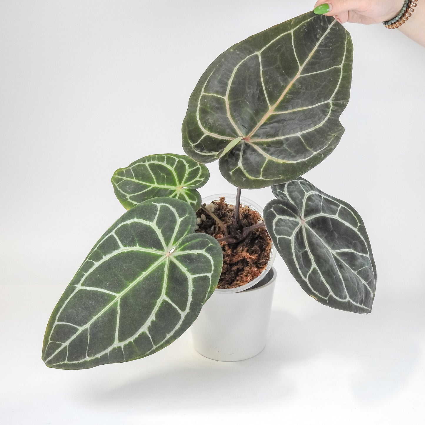 Anthurium 'Michelle' by Doc Block (3216)