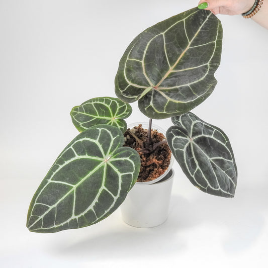 Anthurium 'Michelle' by Doc Block (3216)