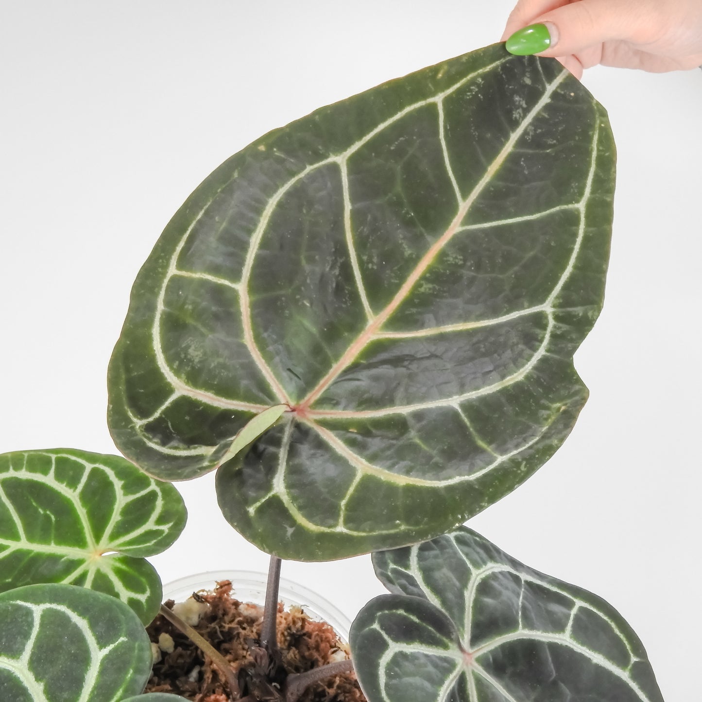 Anthurium 'Michelle' by Doc Block (3216)