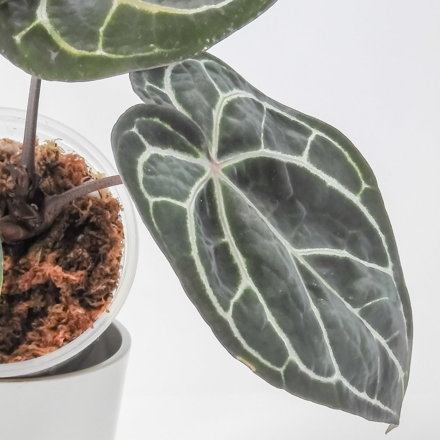 Anthurium 'Michelle' by Doc Block (3216)