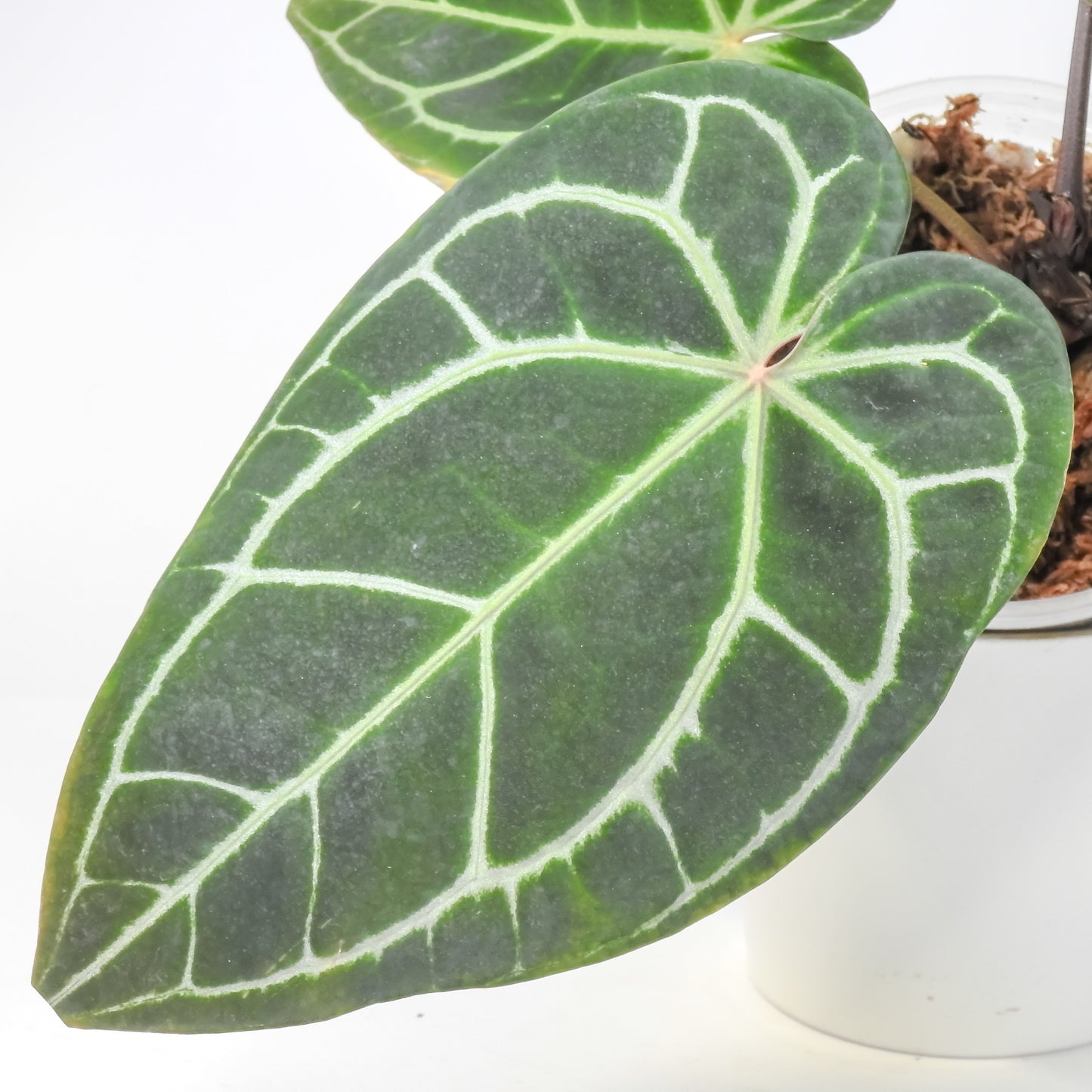 Anthurium 'Michelle' by Doc Block (3216)