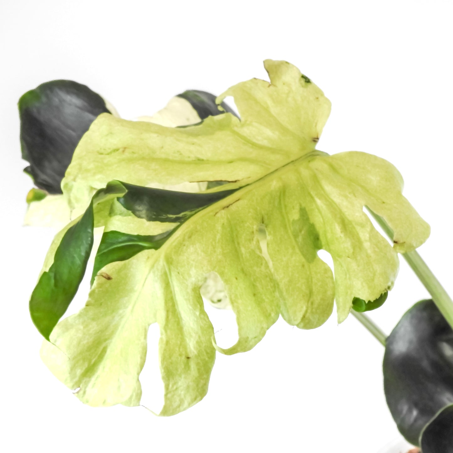 Monstera Deliciosa 'Masterpiece' (3218)