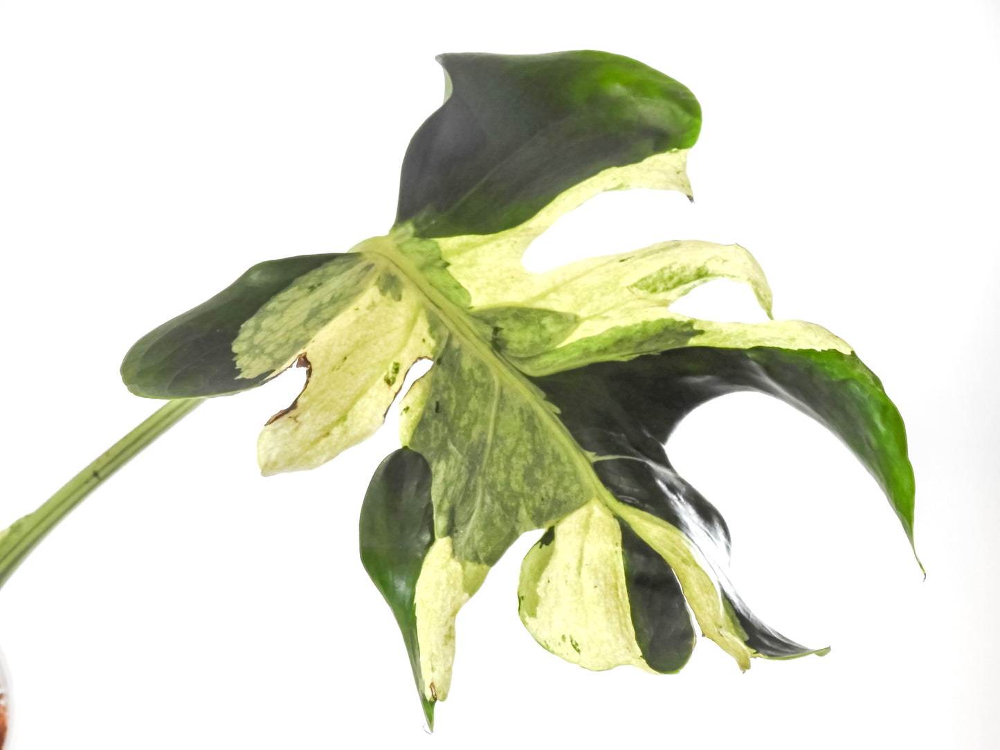 Monstera Deliciosa 'Masterpiece' (3218)