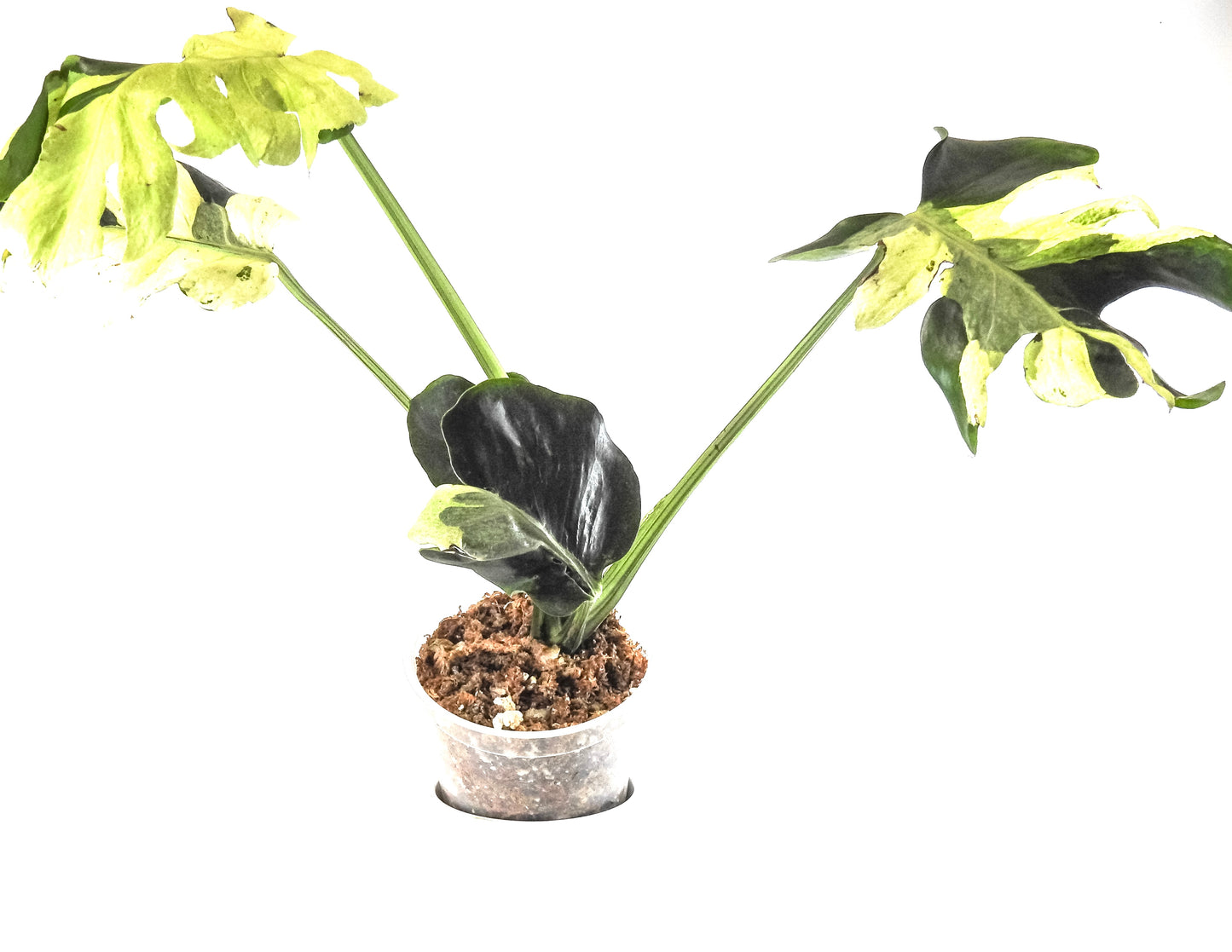 Monstera Deliciosa 'Masterpiece' (3218)
