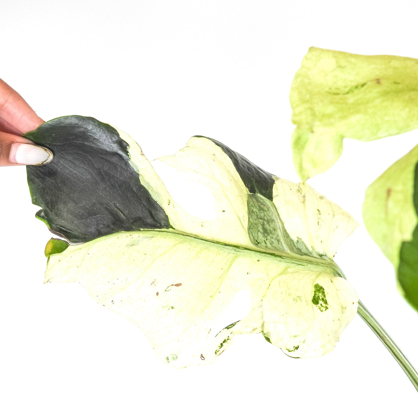 Monstera Deliciosa 'Masterpiece' (3218)