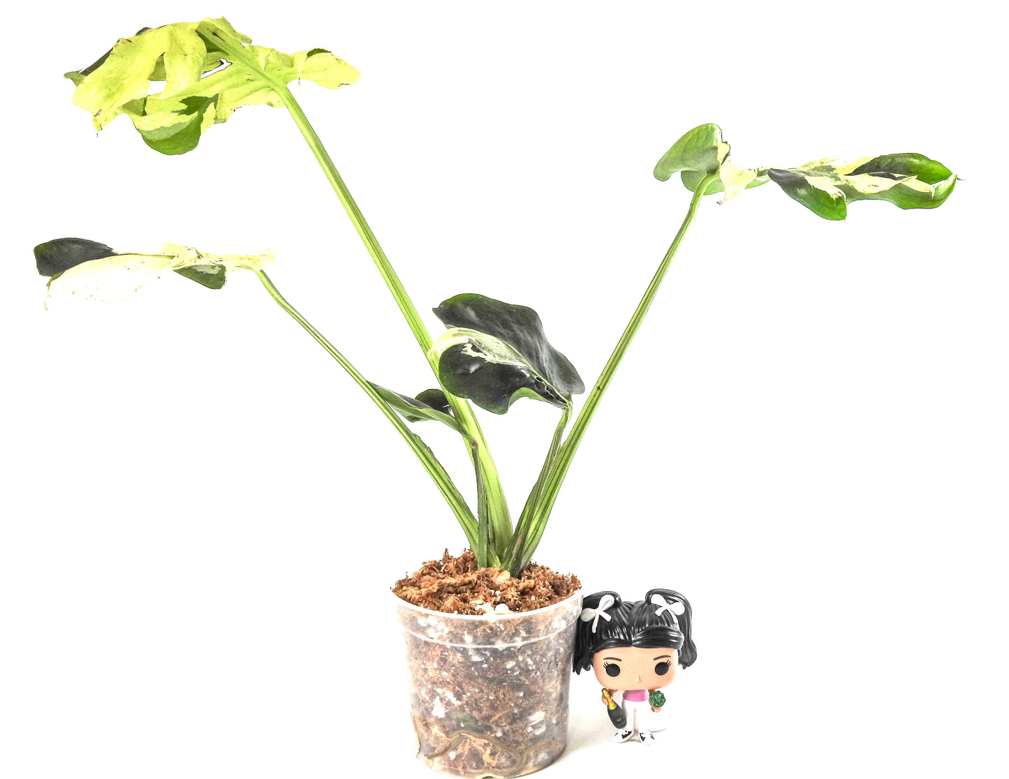 Monstera Deliciosa 'Masterpiece' (3218)