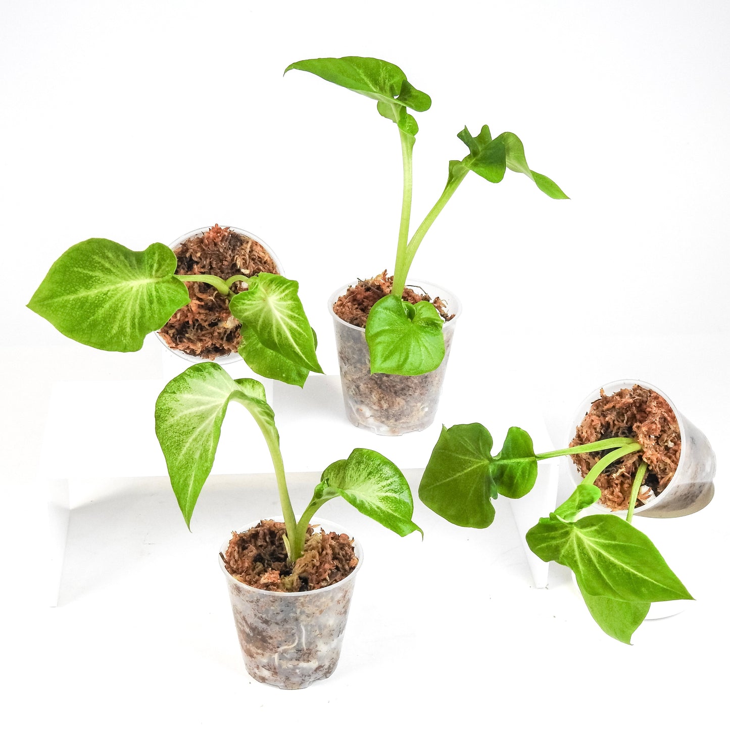 Caladium 'Mulan' *Growers Choice*