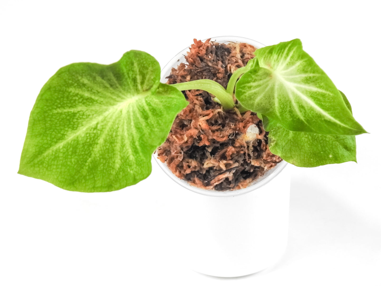 Caladium 'Mulan' *Growers Choice*