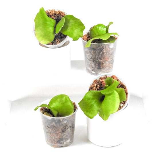 Platycerium Horn's Surprise *Growers Choice*