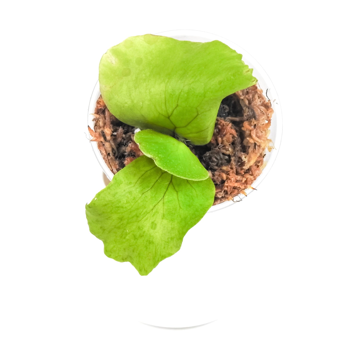 Platycerium Horn's Surprise *Growers Choice*