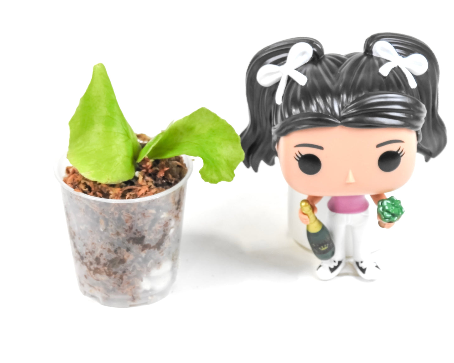 Platycerium Horn's Surprise *Growers Choice*