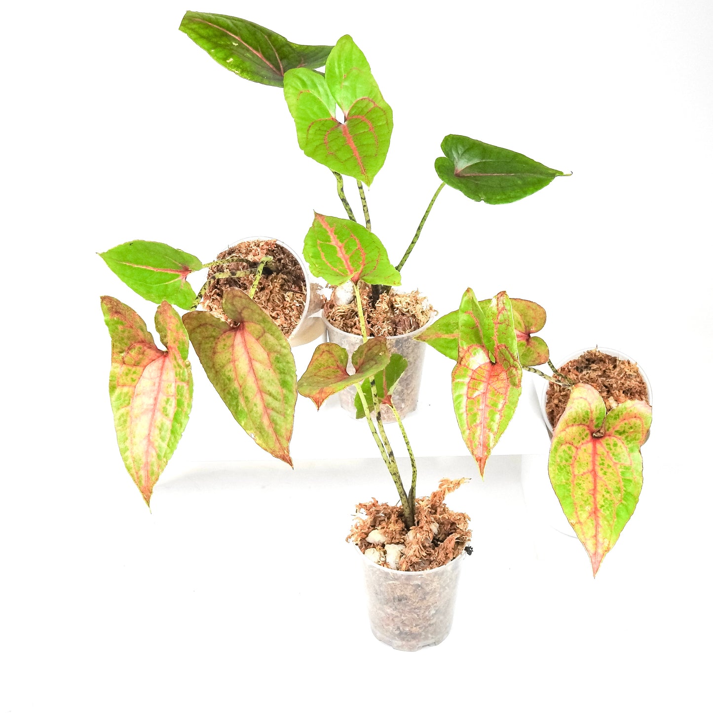 Cyrtosperma Johnstonii *Growers Choice*