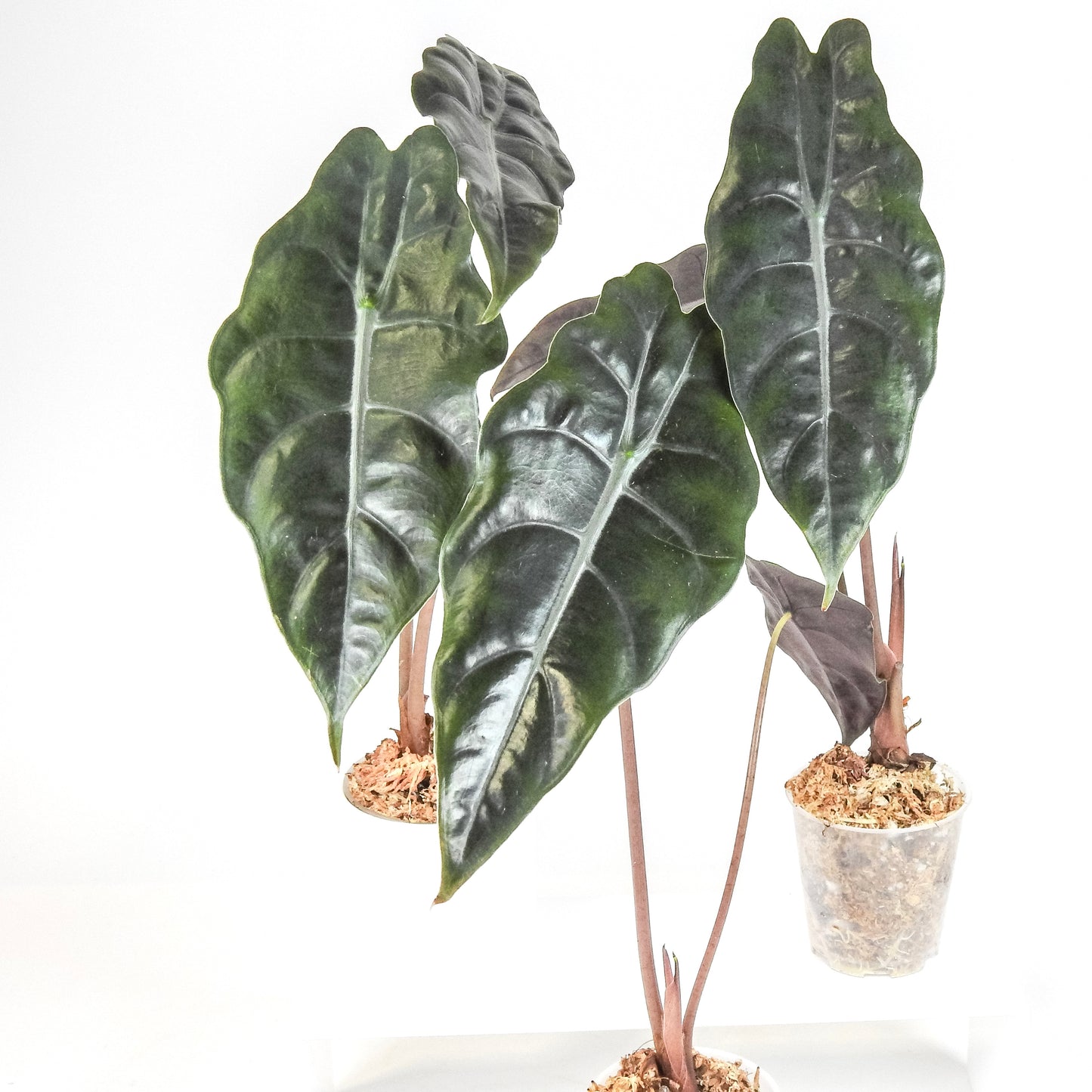 Alocasia 'Chantrieri' *Growers Choice*