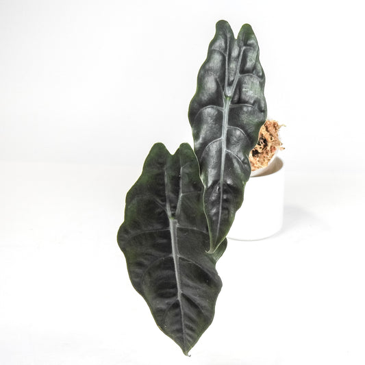 Alocasia 'Chantrieri' *Growers Choice*