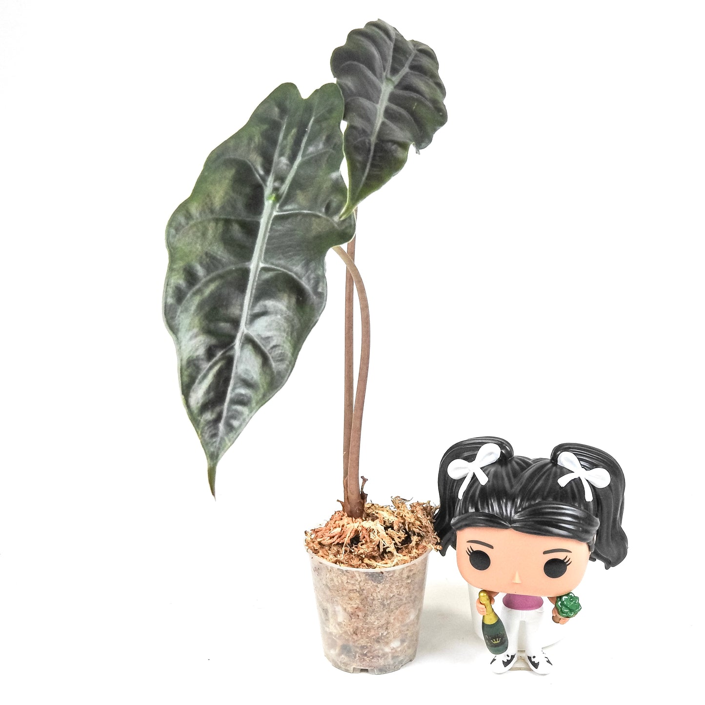 Alocasia 'Chantrieri' *Growers Choice*