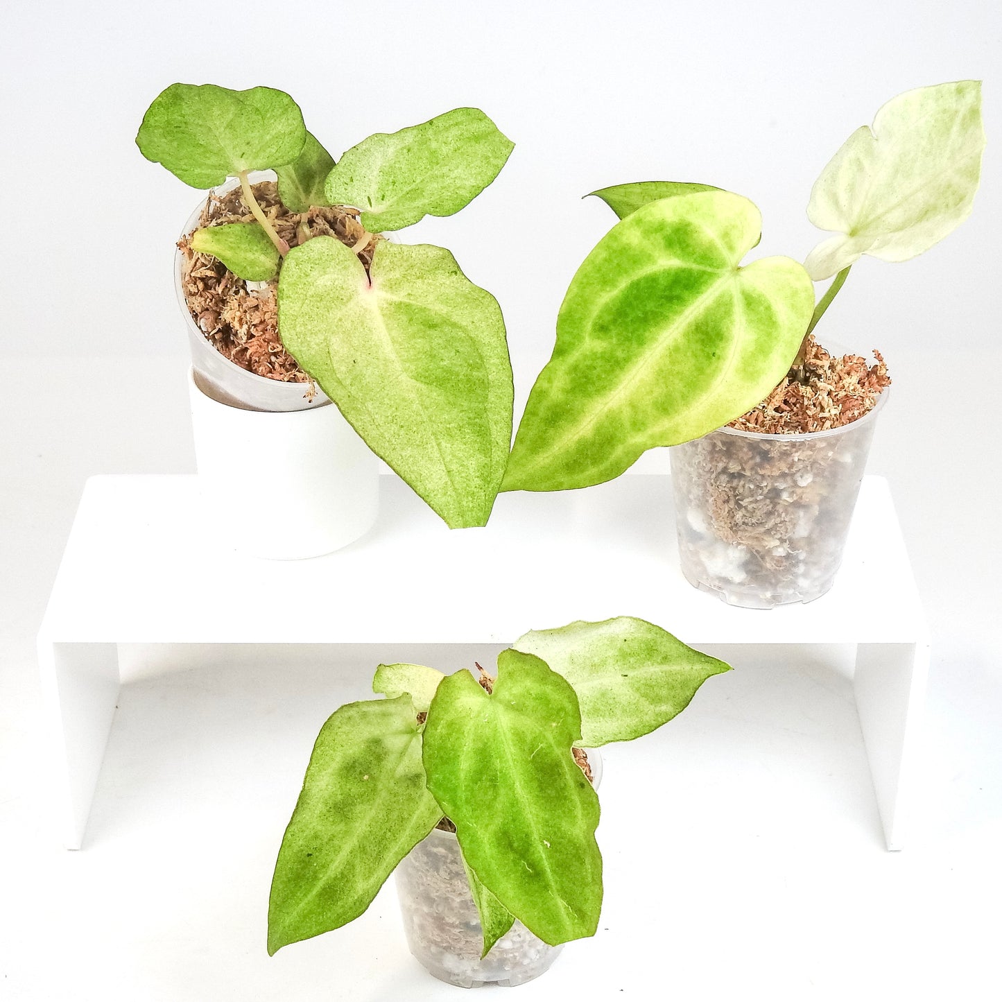 Anthurium Andreanum 'Salmon' Variegated *Growers Choice*