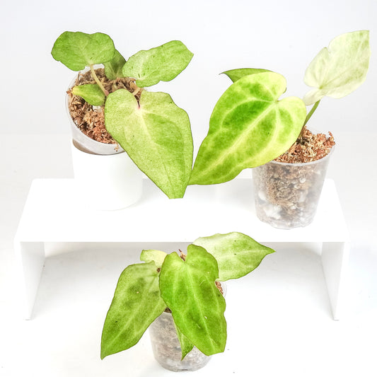 Anthurium Andreanum 'Salmon' Variegated *Growers Choice*