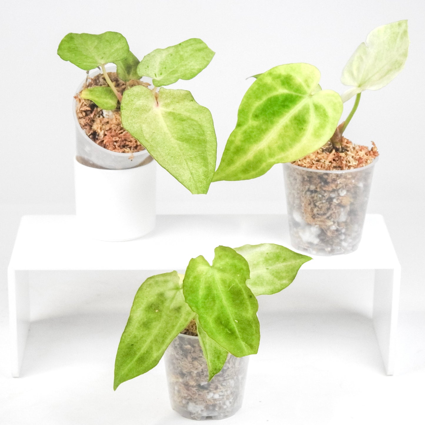 Anthurium Andreanum 'Salmon' Variegated *Growers Choice*