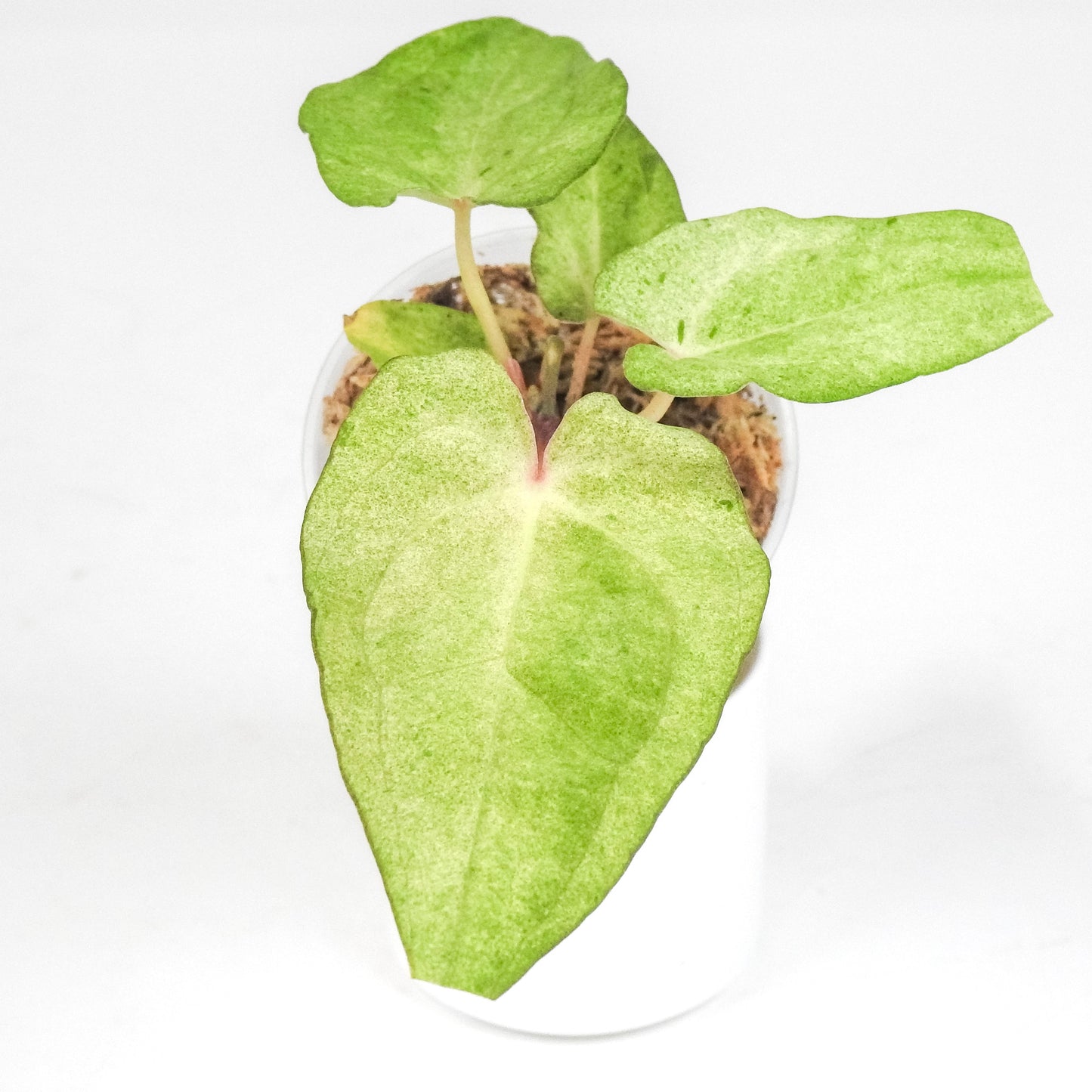 Anthurium Andreanum 'Salmon' Variegated *Growers Choice*