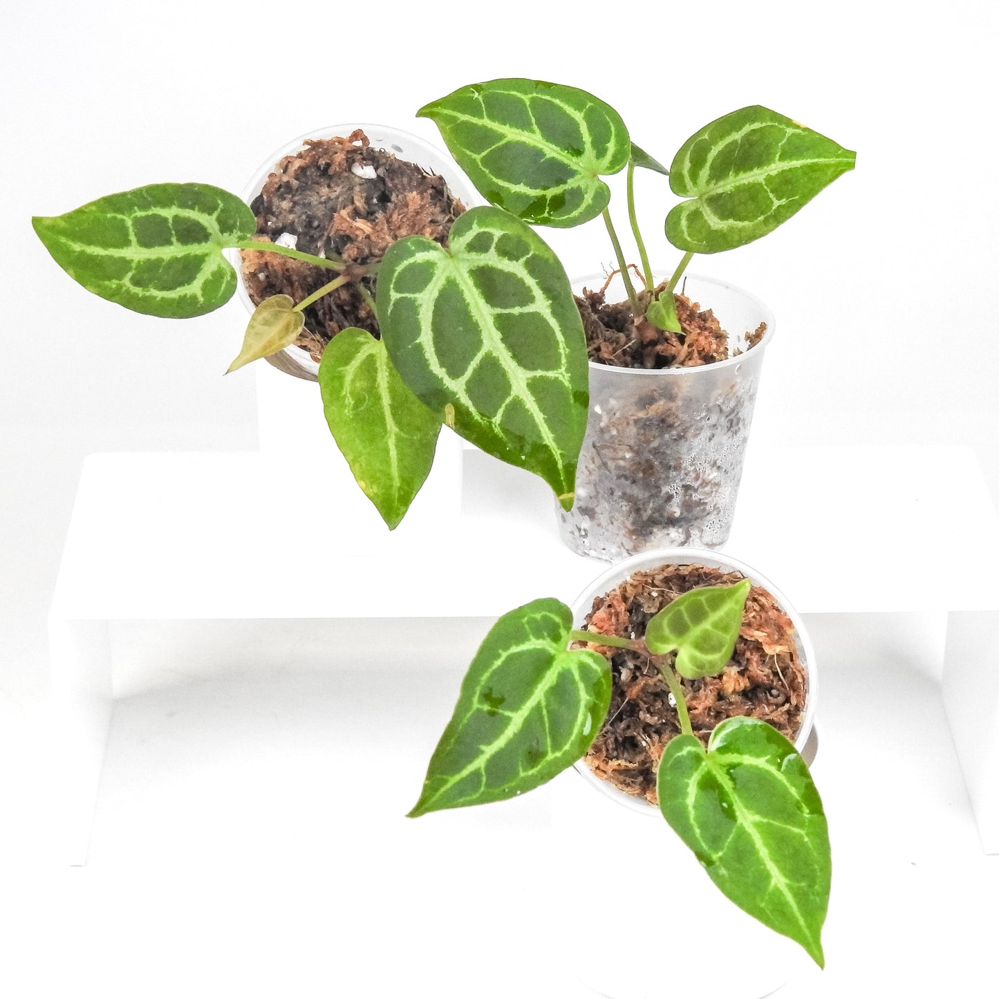 Anthurium Asst. (var. parent) *Growers Choice*