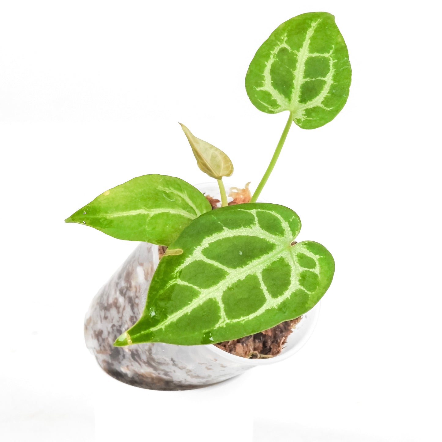 Anthurium Asst. (var. parent) *Growers Choice*