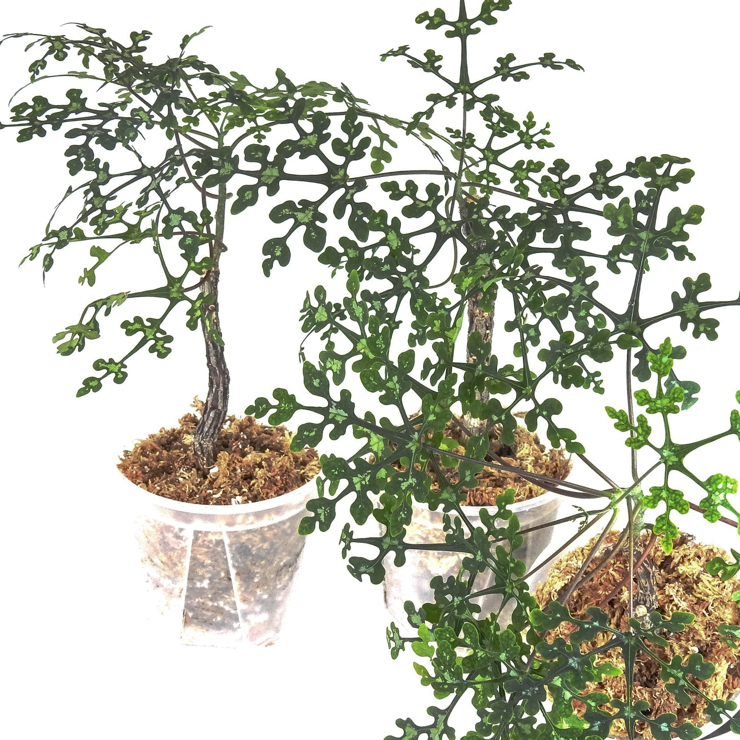 Adenia Perrieri *Growers Choice*