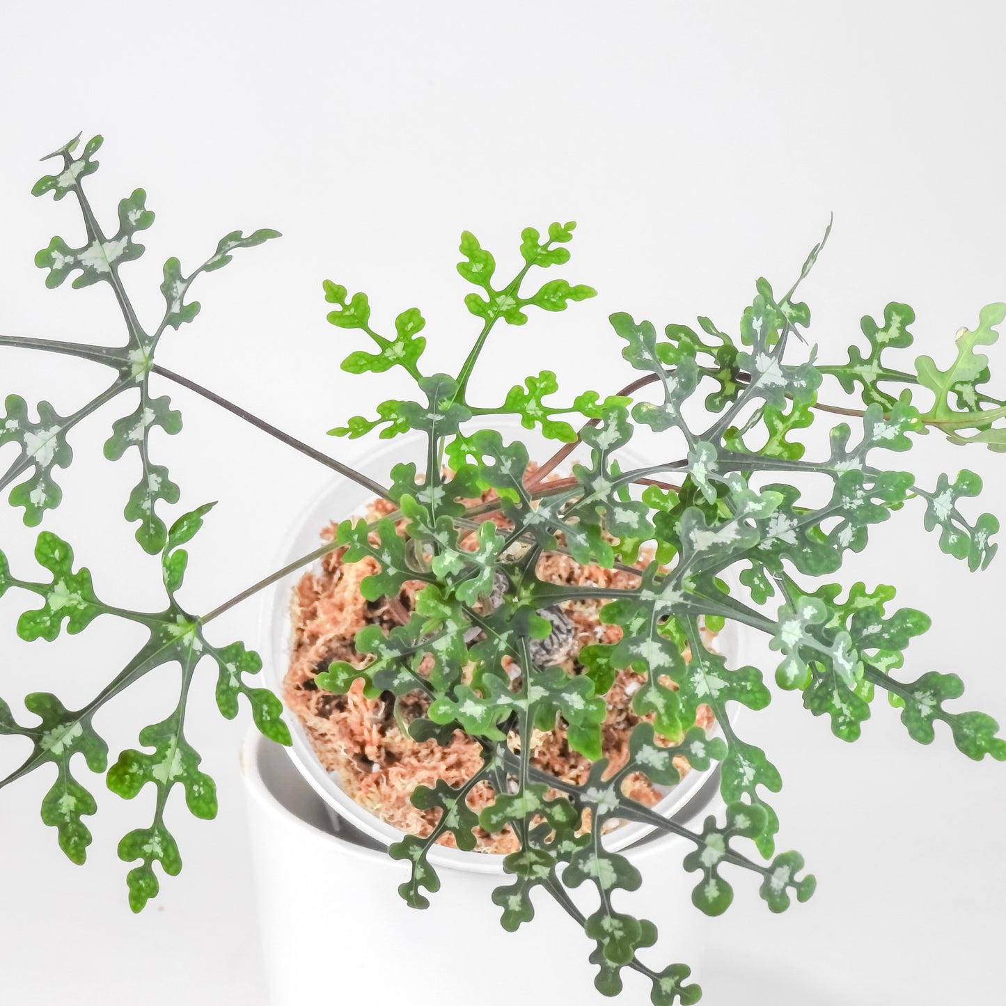 Adenia Perrieri *Growers Choice*