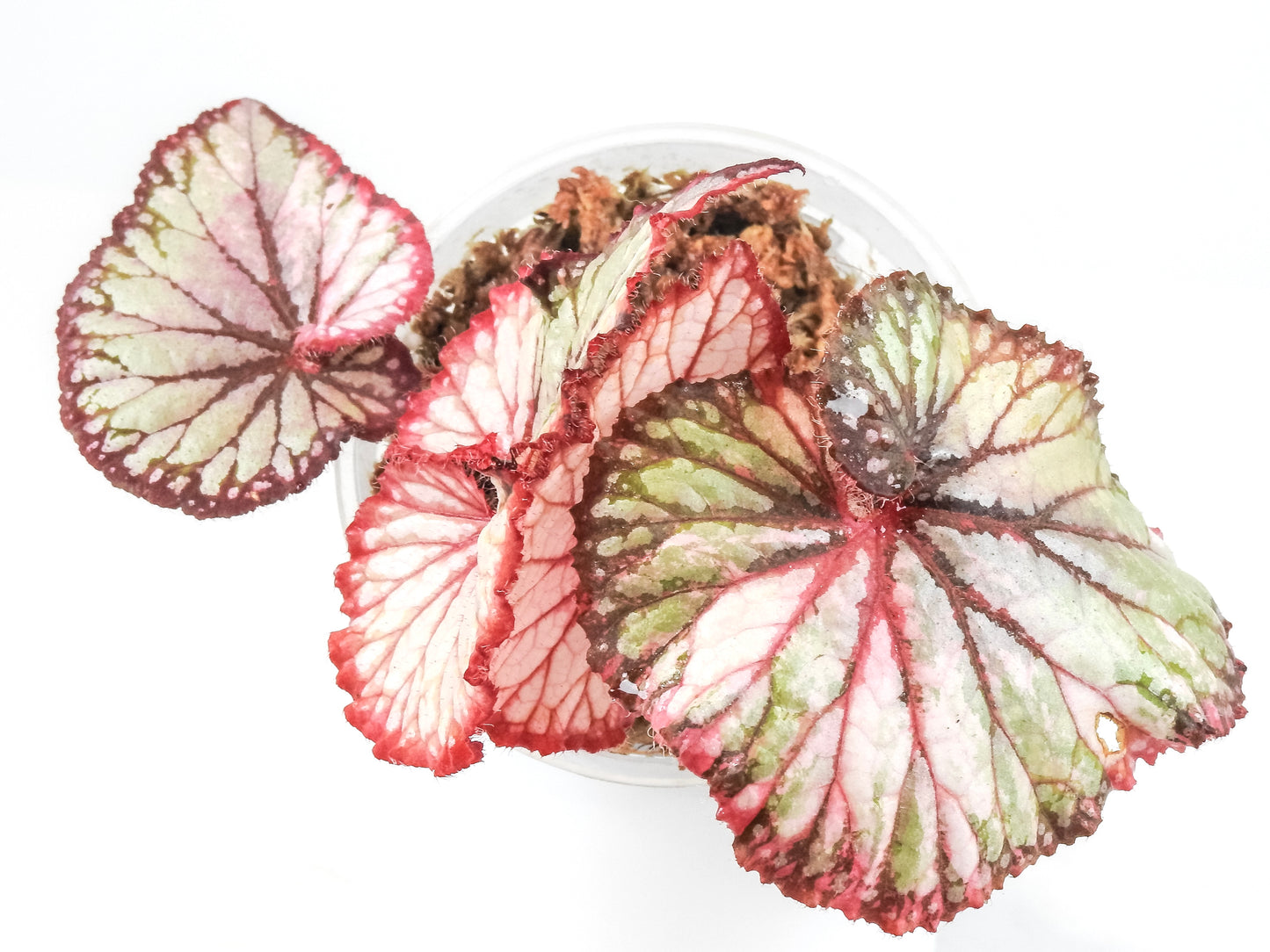 Begonia 'Dolce Vita' Variegated (3322)