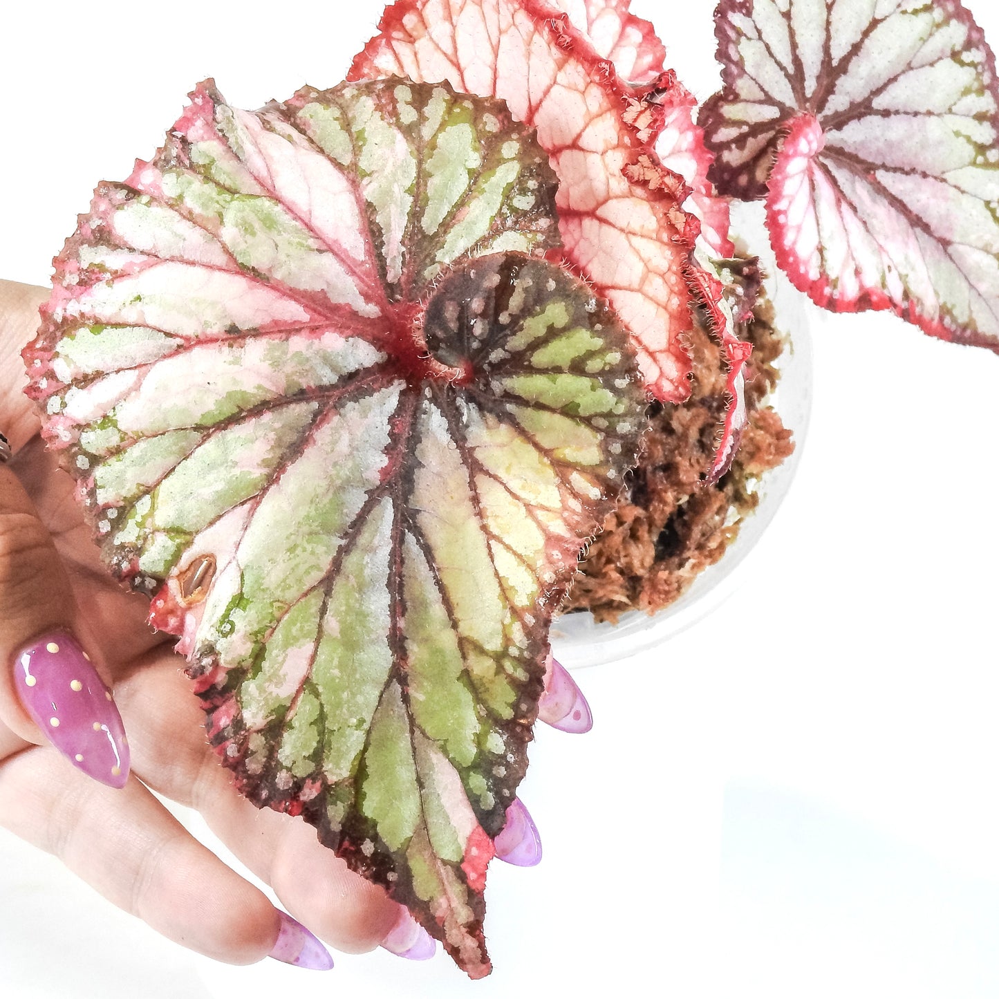 Begonia 'Dolce Vita' Variegated (3322)