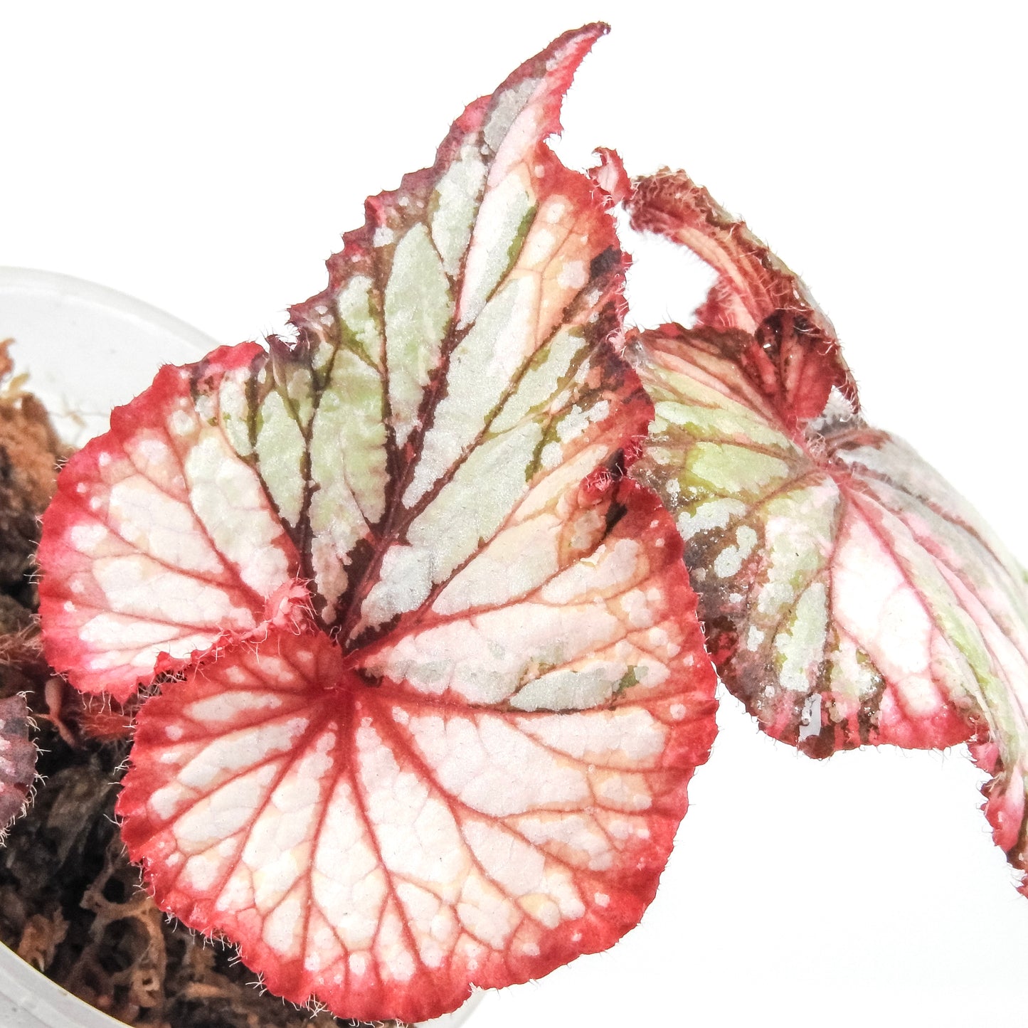 Begonia 'Dolce Vita' Variegated (3322)