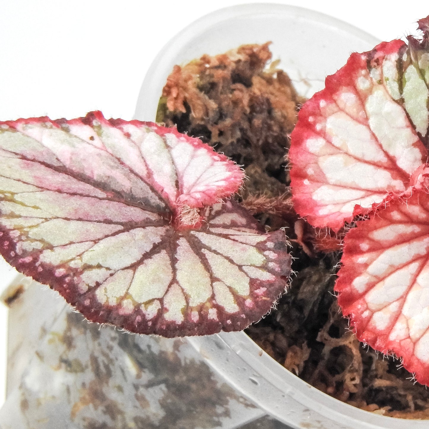 Begonia 'Dolce Vita' Variegated (3322)