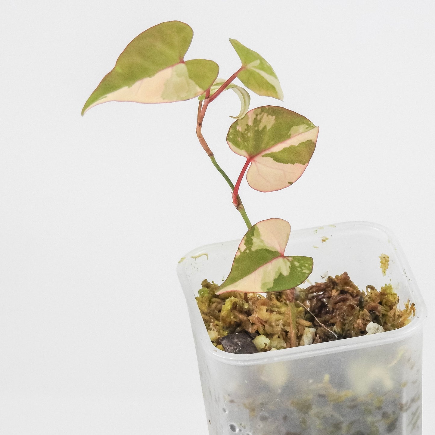 Fallopia Multiflora Pink Variegated (3320)