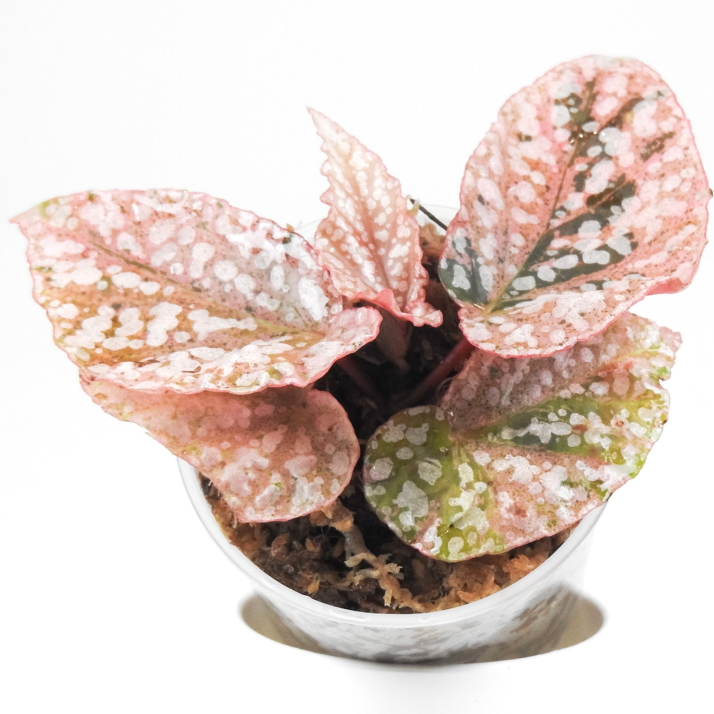 Begonia 'Snow Capped' Variegated (3321)