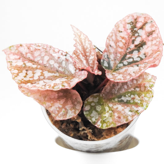 Begonia 'Snow Capped' Variegated (3321)