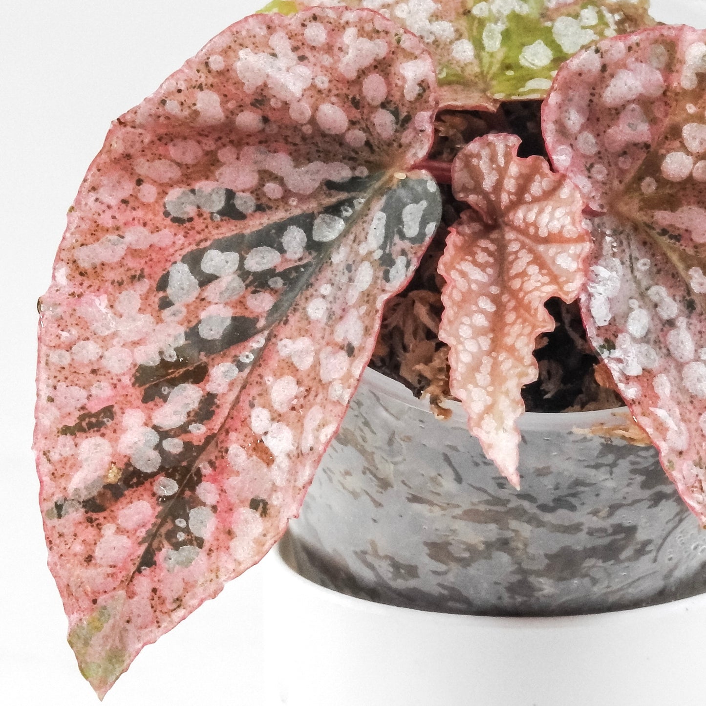 Begonia 'Snow Capped' Variegated (3321)