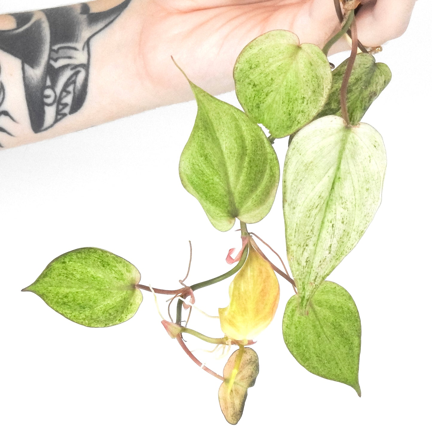 Philodendron Micans Pink Mint (3319)