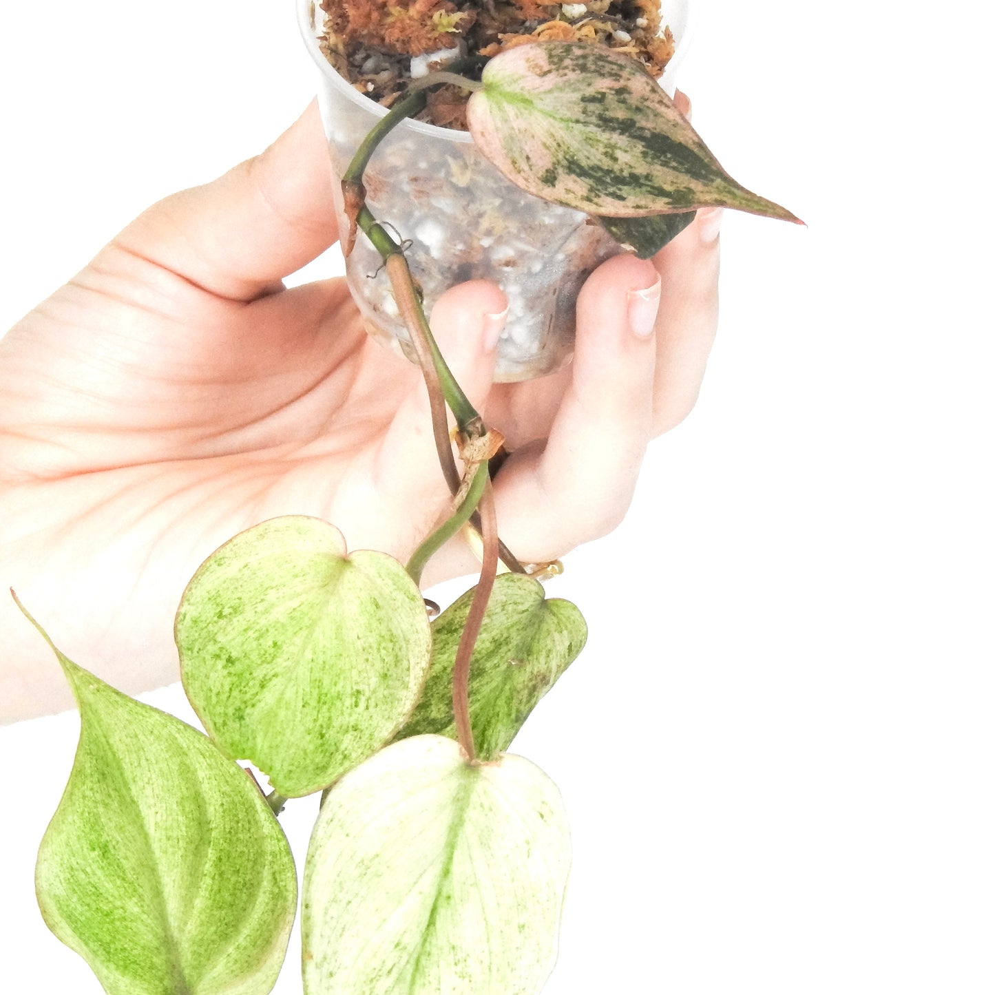 Philodendron Micans Pink Mint (3319)