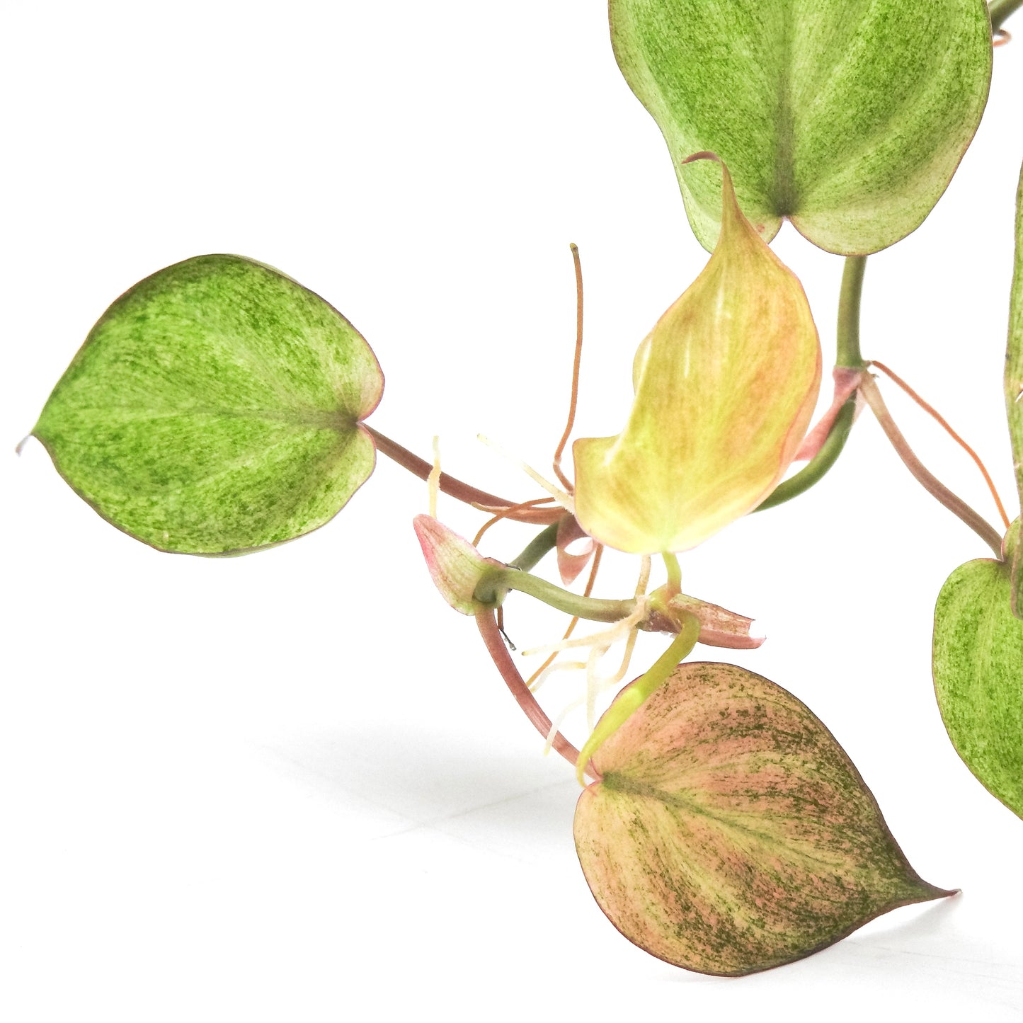 Philodendron Micans Pink Mint (3319)