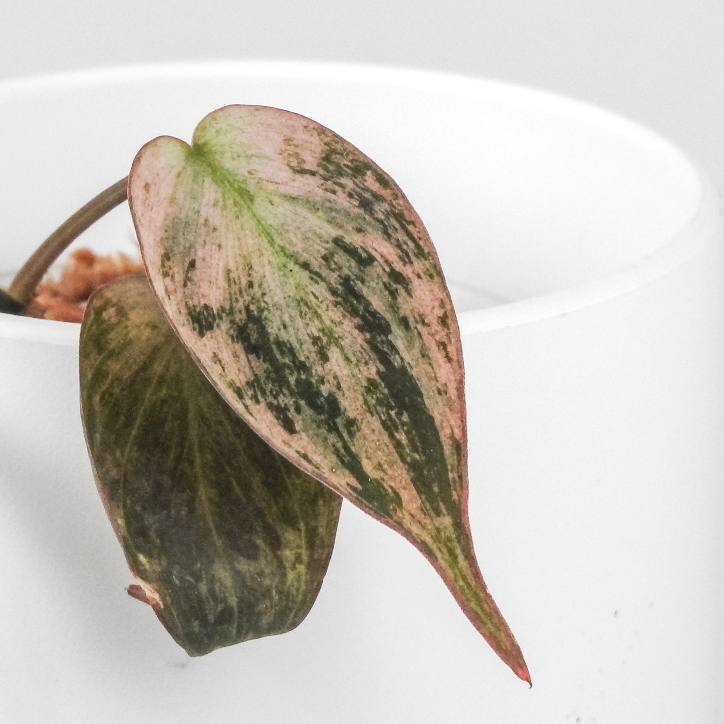 Philodendron Micans Pink Mint (3319)
